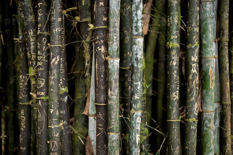 Written green bamboo rods closeup. Bamboo forest