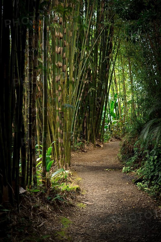 Path in a bamboo forest in Maui