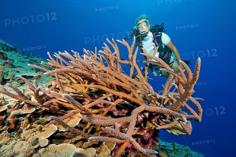 Diver looking at large intact small polyp stony coral