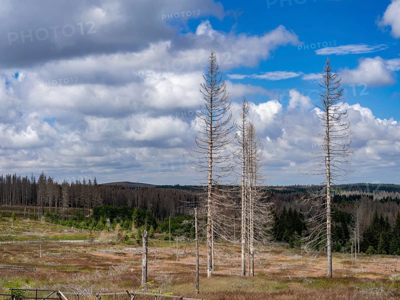 Dead spruces near Torfhaus in the Oberharz