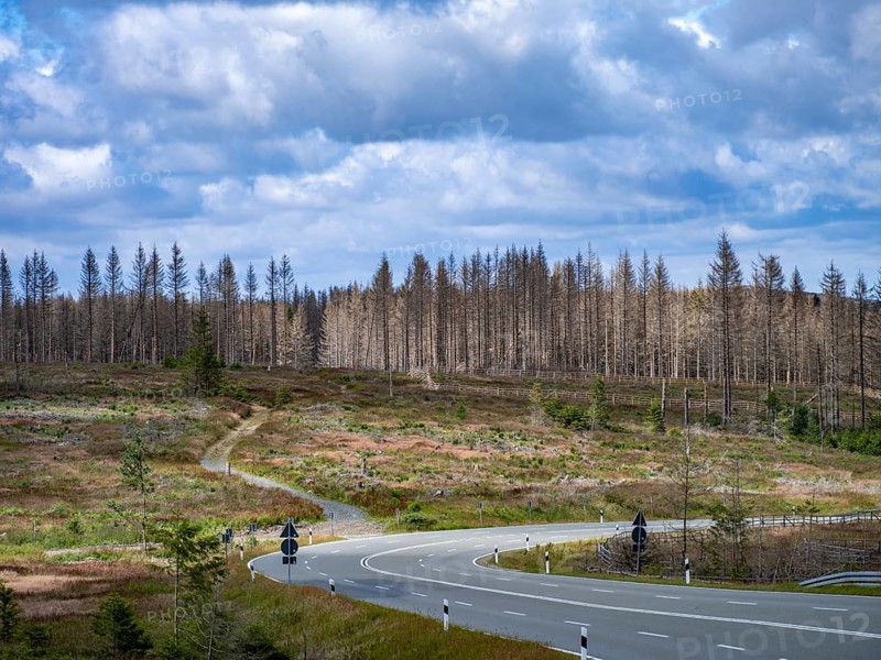 Dead spruces near Torfhaus in the Oberharz