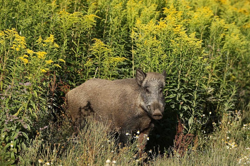 Wild boar