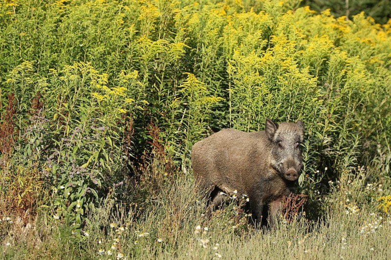 Wild boar