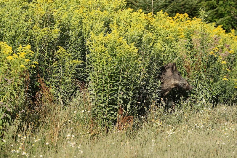 Wild boar