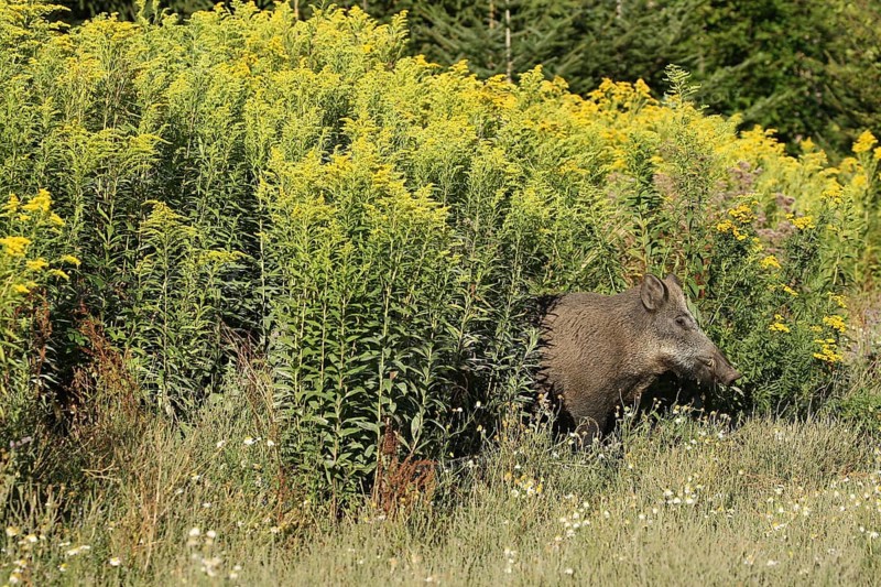 Wild boar