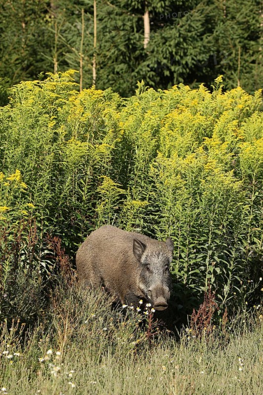 Wild boar