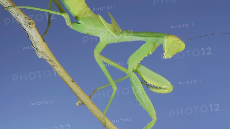 Close-up of green praying mantis sitting on bush branch and looks at on camera on blue sky background. Odessa