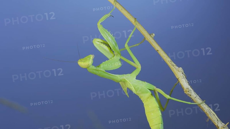 Close-up of green praying mantis sitting on bush branchon and washing his face blue sky background. Odessa
