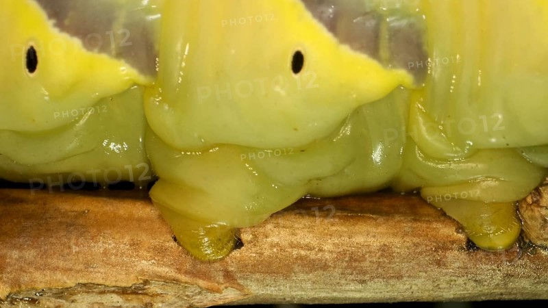 Larva