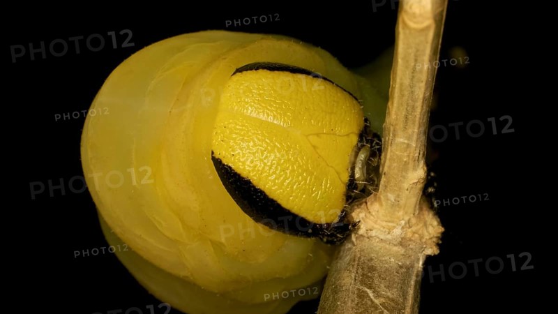 Larva