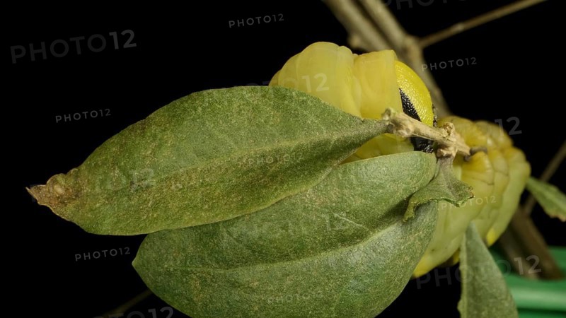 Larva