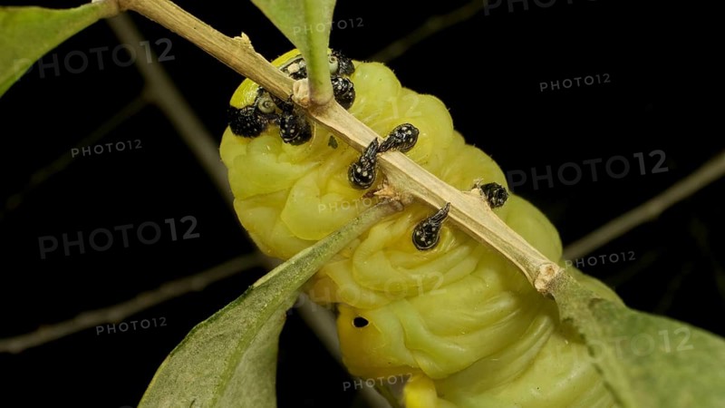 Larva