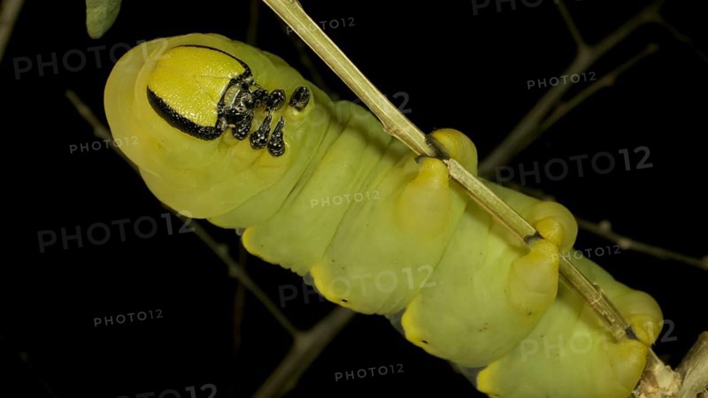 Larva