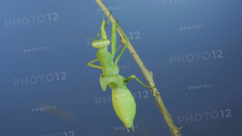 Close-up of green praying mantis sitting on bush branchon and washing his face blue sky background. Odessa