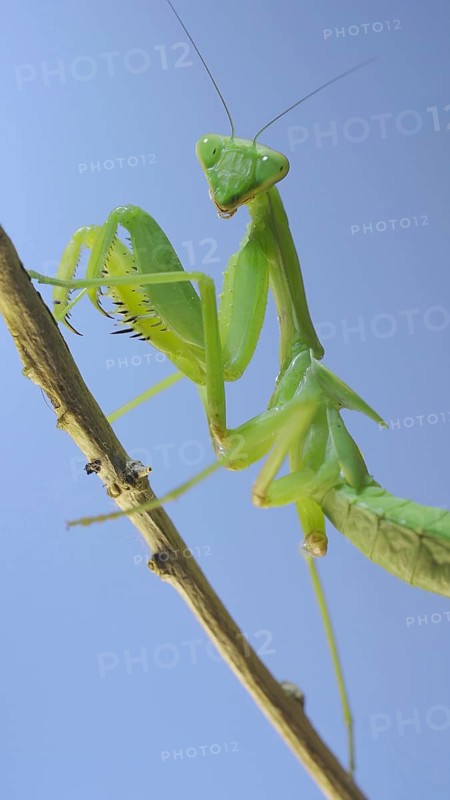 Close-up of green praying mantis sitting on bush branch and looks at on camera on blue sky background. Odessa