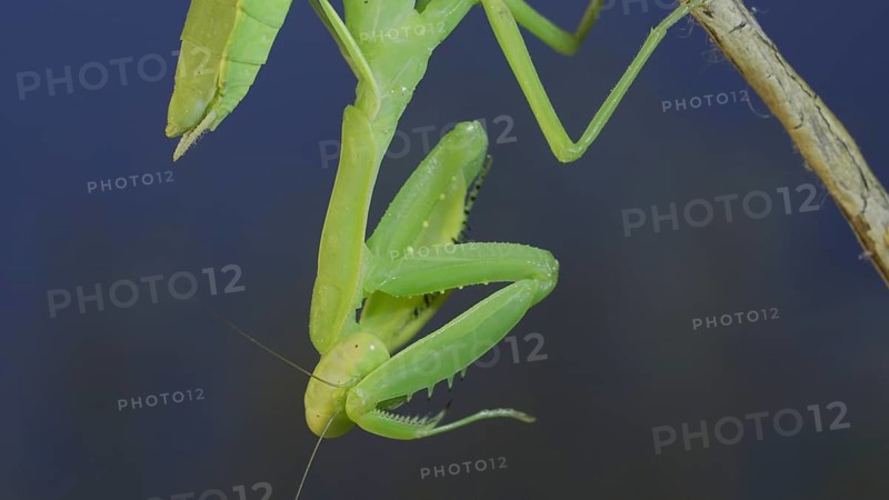Close-up of green praying mantis sitting on bush branch and washing his face on blue sky background. Odessa