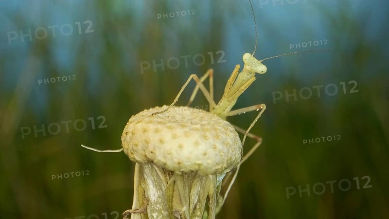 Newborn green Praying Mantis sit on top of dandelions and look at the camera. Extreme close-up of babies mantis insect