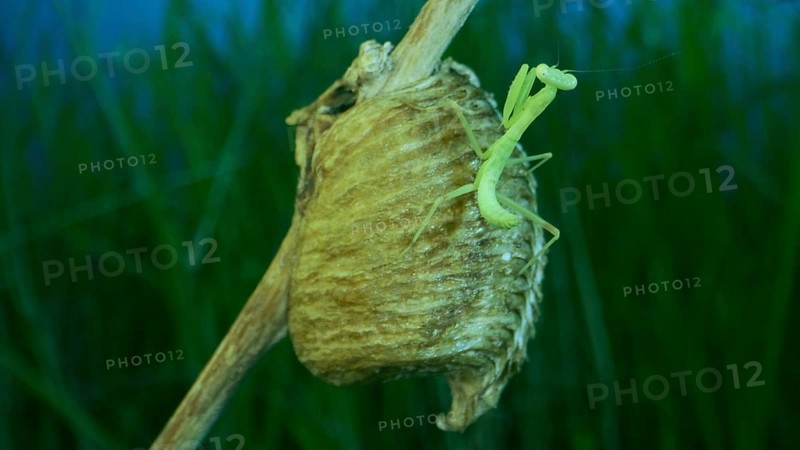 Newborn green Praying Mantis sit on the Ootheca