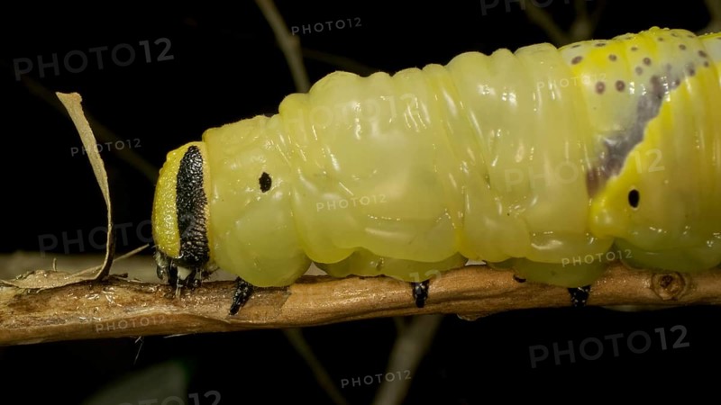 Larva