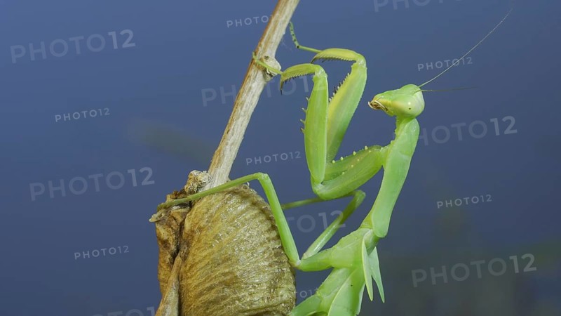 Close-up of green praying mantis sitting on bush branch next to Ootheca