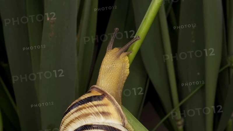 Close-up of Brown-lipped Snail crawling on a bud Allium wild onion on background of green leaves. Odessa
