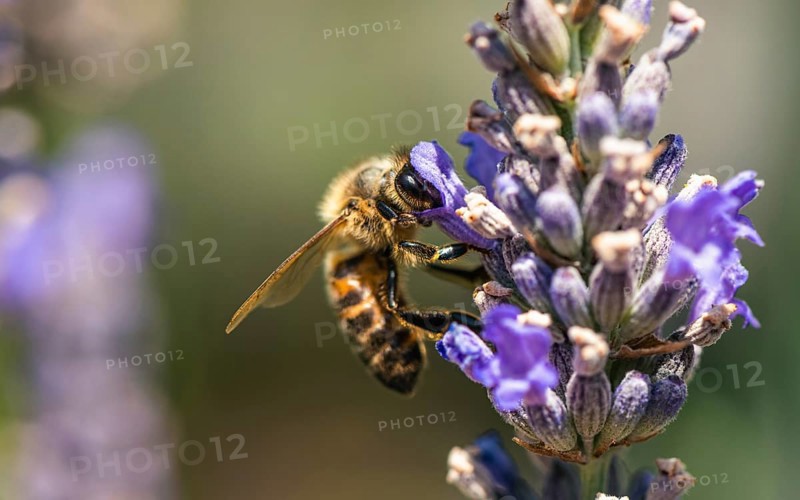 European Honey Bee