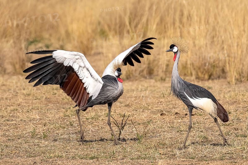 Black crowned crane