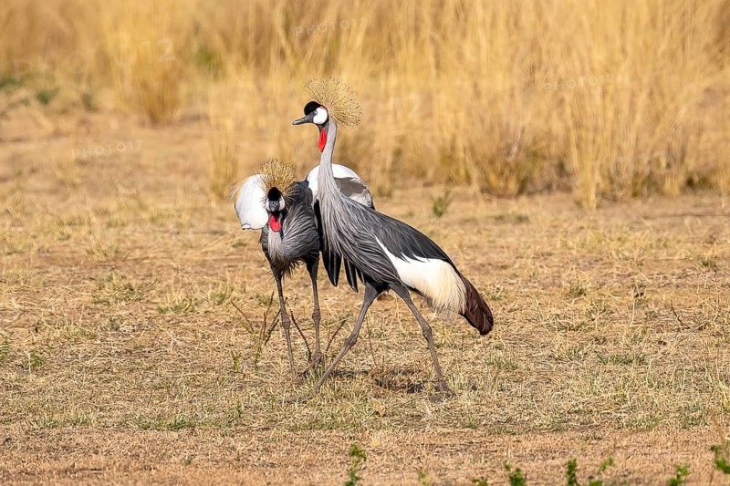 Black crowned crane