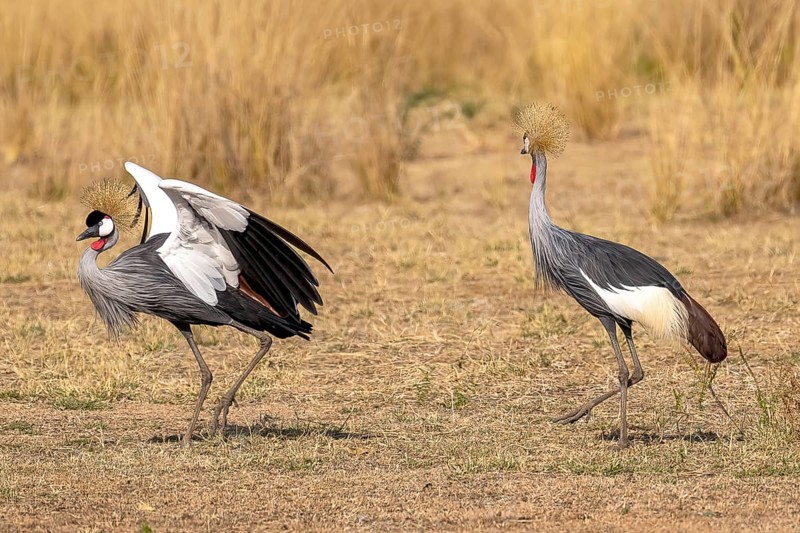 Black crowned crane