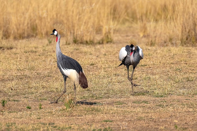 Black crowned crane