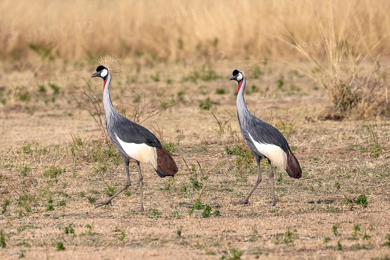 Black crowned crane