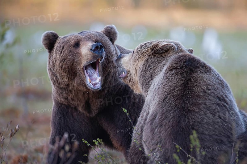 European brown bear
