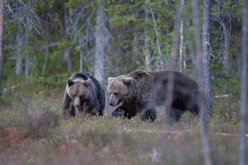 European brown bear