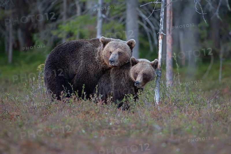 European brown bear