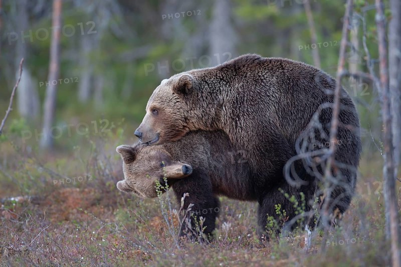 European brown bear