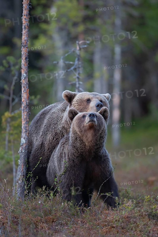 European brown bear