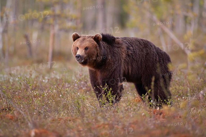 European brown bear