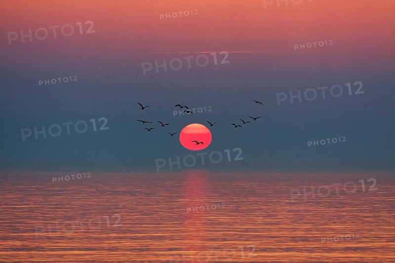 Flock of birds flying in front of setting sun