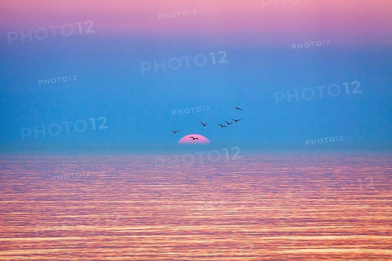 Flock of birds flying in front of setting sun