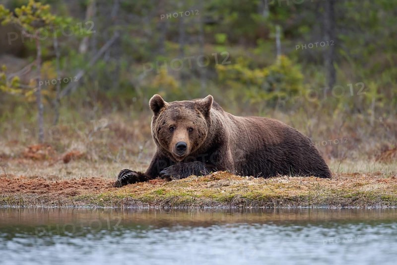 European brown bear
