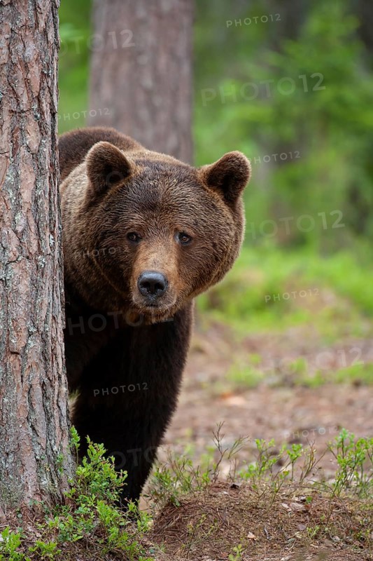 European brown bear