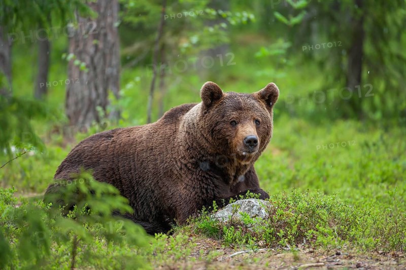 European brown bear