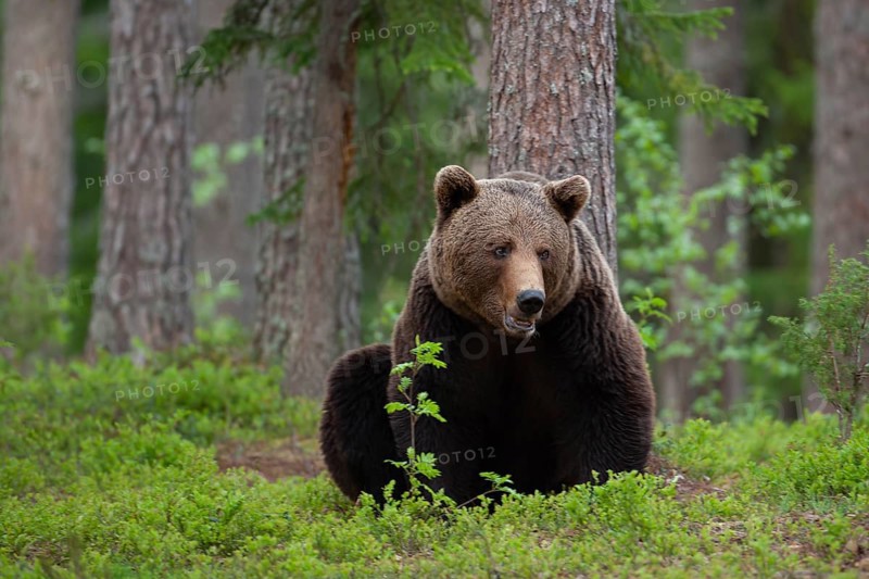 European brown bear