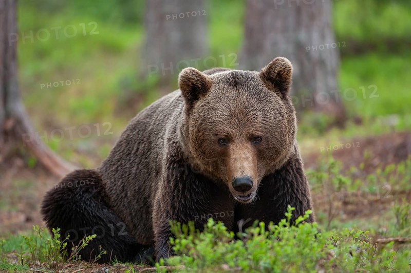 European brown bear
