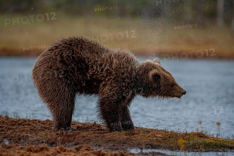 European brown bear