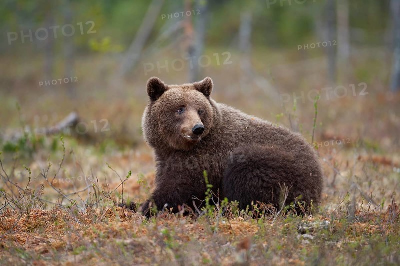 European brown bear