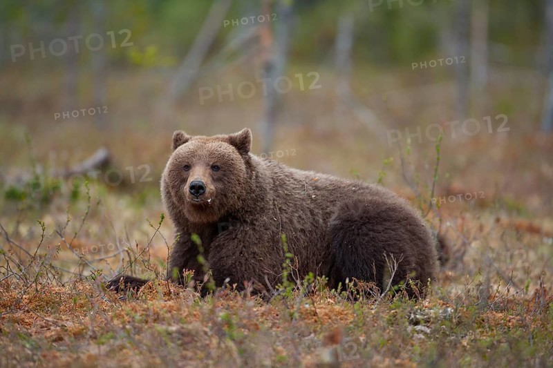 European brown bear