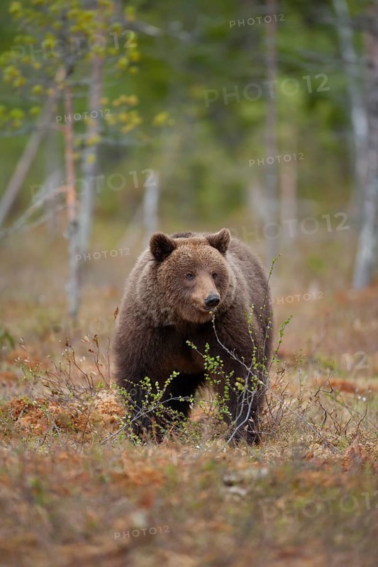 European brown bear