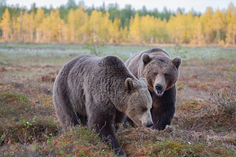 European brown bear
