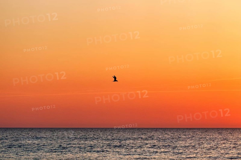 Single seagull flying in the cloudless evening sky